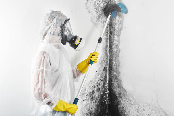 Best Attic Mold Removal  in Lebanon, OR