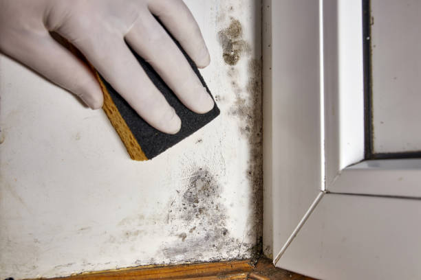 Best Environmental Consulting for Mold Prevention  in Lebanon, OR